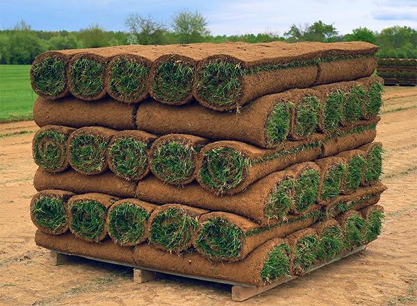 HGIC lawns pallet sod C.Abramavage